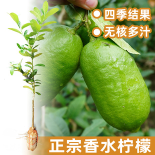 香水柠檬树苗四季结果无核柠檬正宗嫁接品种广西带叶包邮