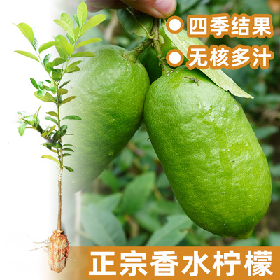无核香水柠檬树苗带泥带叶