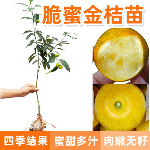 广西四季金桔脆皮正宗易活桔子苗