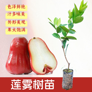 莲雾树苗广西果苗嫁接苗黑金刚莲雾