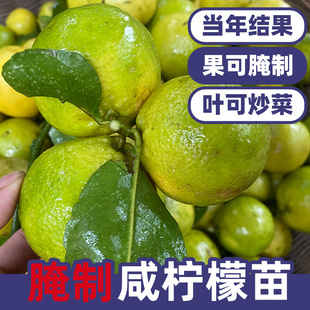 腌制柠檬树苗咸柠檬酸本地土柠檬牛脚子嫁接真苗广西发货当年结果