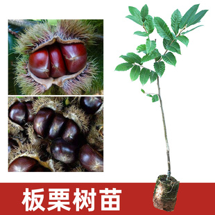 板栗苗树嫁接大红袍嫁接真品种带泥带叶广西