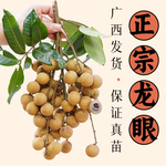 龙眼苗树苗桂圆广西果苗石硖储良四季常绿带叶正宗嫁接包邮