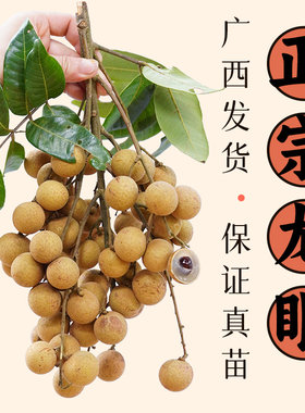 龙眼苗树苗桂圆广西果苗石硖储良四季常绿带叶正宗嫁接包邮
