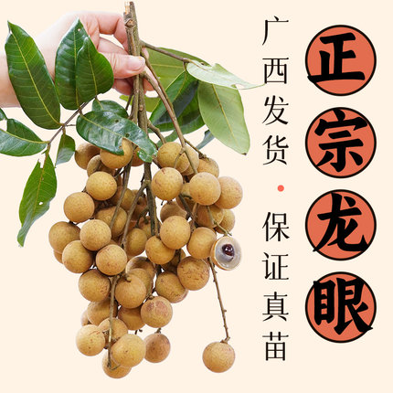 龙眼苗树苗桂圆广西果苗石硖储良四季常绿带叶正宗嫁接包邮