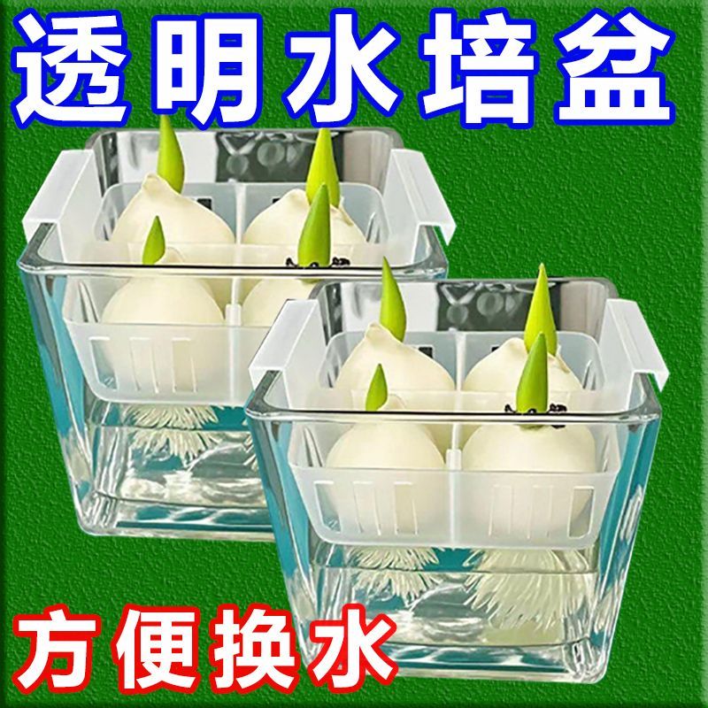 水培郁金香专用花盆含定植篮