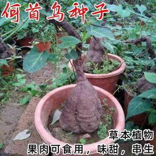 何首乌种子?四季播种籽盆栽庭院野菜春秋种高产特色阳药材