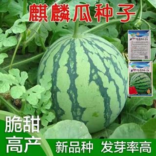 8424早熟高产西瓜种子新疆无籽冰糖麒麟王薄皮多汁脆甜大棚西瓜籽