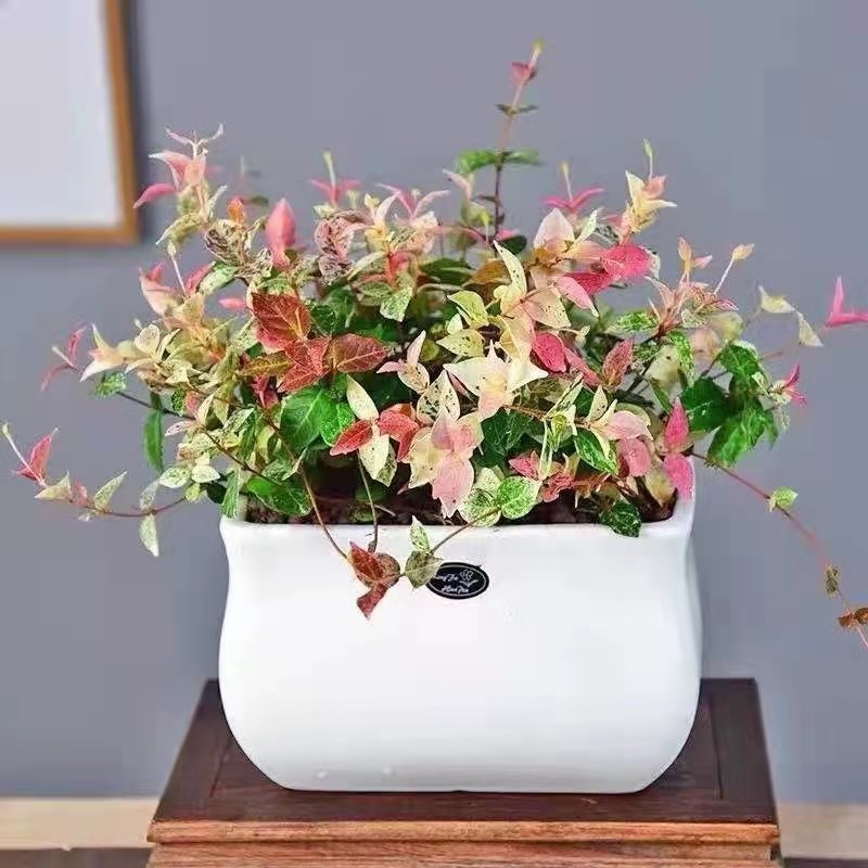 耐寒花叶络石阳台、庭院