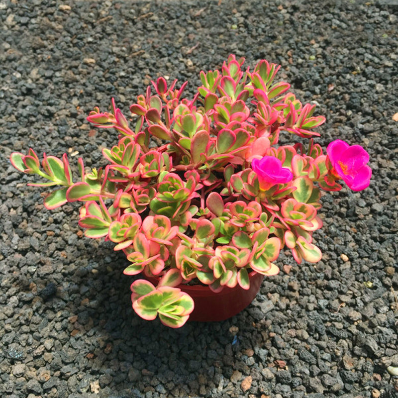 太阳花锦多肉彩虹马齿苋多年生草本植物净化空气阳台开红色小花