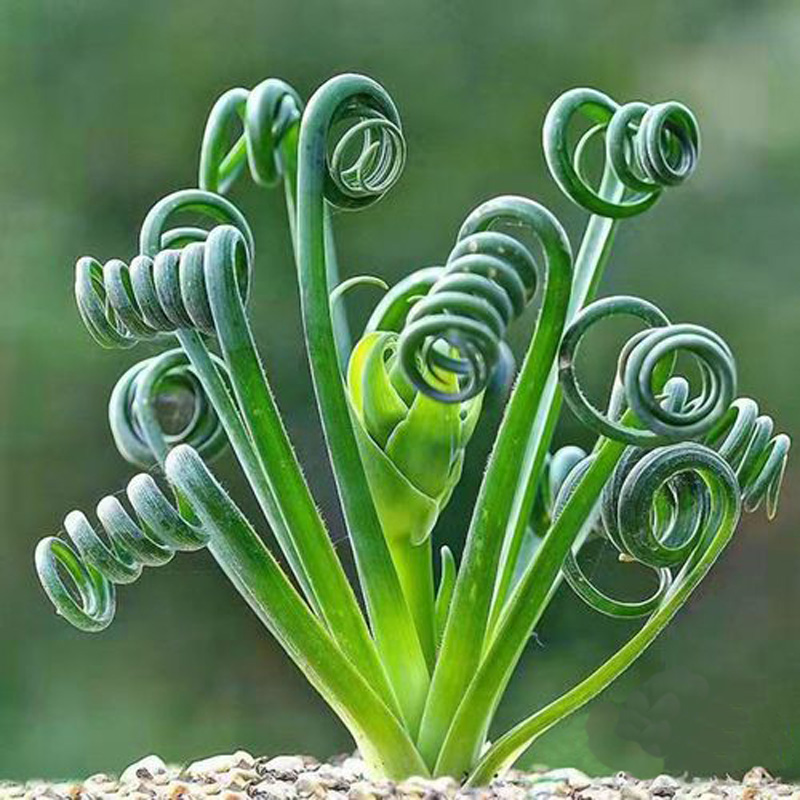 弹簧草多肉 块根类奇特肉肉进口稀有品种书桌面绿植个性创意植物