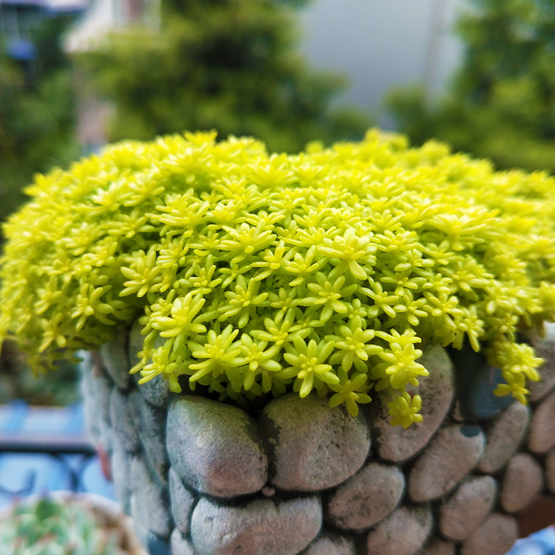黄金万年草 铺面草黄金草多肉用作护盆草点缀花盆植物阳台好养活