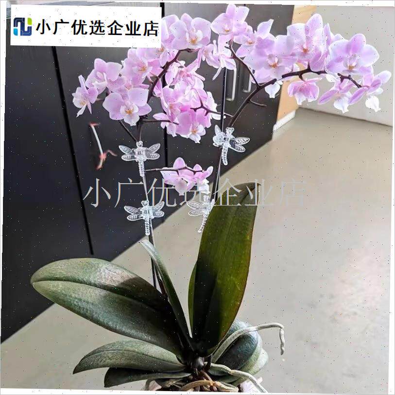 兰花植物固定杆支架o管子花卉防倒插杆造型爬藤架蝴蝶兰透明支架\