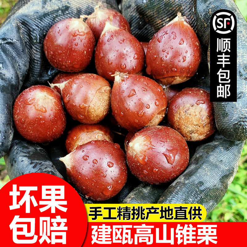 建瓯圆锥栗正宗福建野生新鲜生板栗农家高山现摘圆栗子毛栗蔬菜