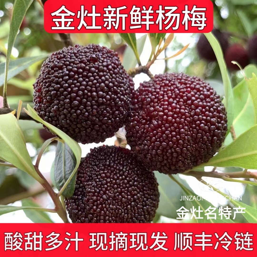 潮汕金灶2026现摘新鲜杨梅硬丝酸甜多汁当季时令孕妇水果顺丰包邮
