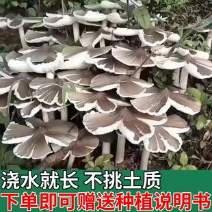 正宗鸡枞菌新鲜菌种家种菌包伞把菇纯野生菌菇三塔菌荔枝菌四季种