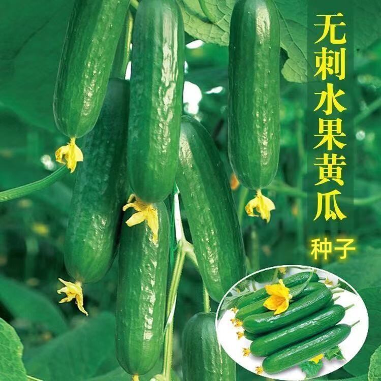 无刺水果黄瓜种子 荷兰进口水果黄瓜种籽 小黄瓜乳瓜子种全国包邮
