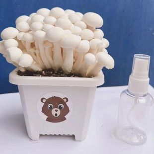 新款白玉菇菌种食用菌种植家庭阳台盆景栽培四季可种白蘑菇菌种包