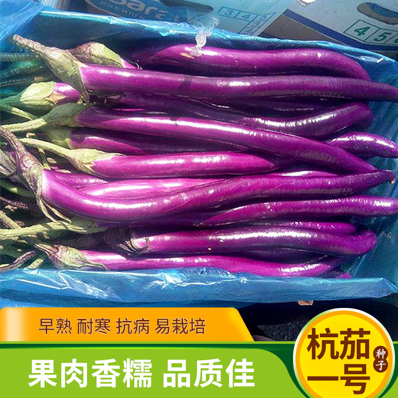 杭茄一号种子线茄紫红皮长茄籽秧苗盆栽春季夏四季蔬菜细茄子,鲜花速递/花卉仿真/绿植园艺,家庭园艺种子,淘宝优惠券,粉丝福利购,淘宝优惠卷