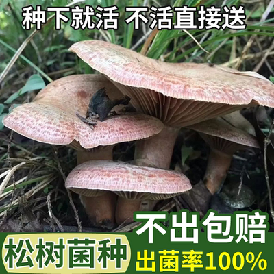 喷水就活，反复出菌，送种植说明