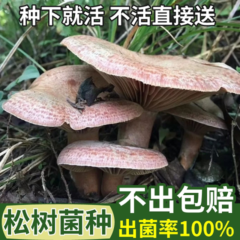 喷水就活，反复出菌，送种植说明