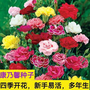 四季开花大花重瓣康乃馨花种子籽耐热耐寒太阳多年生易活盆栽室外