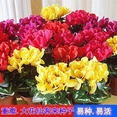 秘密小花园四季仙客来种子观赏