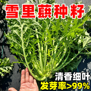 雪里蕻种子雪菜种籽家庭阳台小院盆栽蔬菜耐热耐寒易种雪里红菜籽