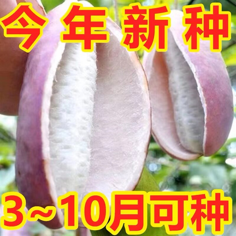 野生紫色八月瓜种子高产
