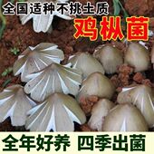 https mobile.yangkeduo.com goods1.html?ps=22mCjn7yCN