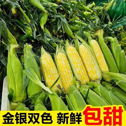 云南金银水果玉米新鲜生吃甜玉米棒子苞谷米现摘糯包邮蔬菜