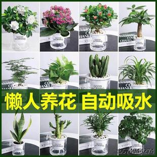 室内盆栽植物不需要阳光土样易活好养办公室桌面客厅卧室绿植盆景