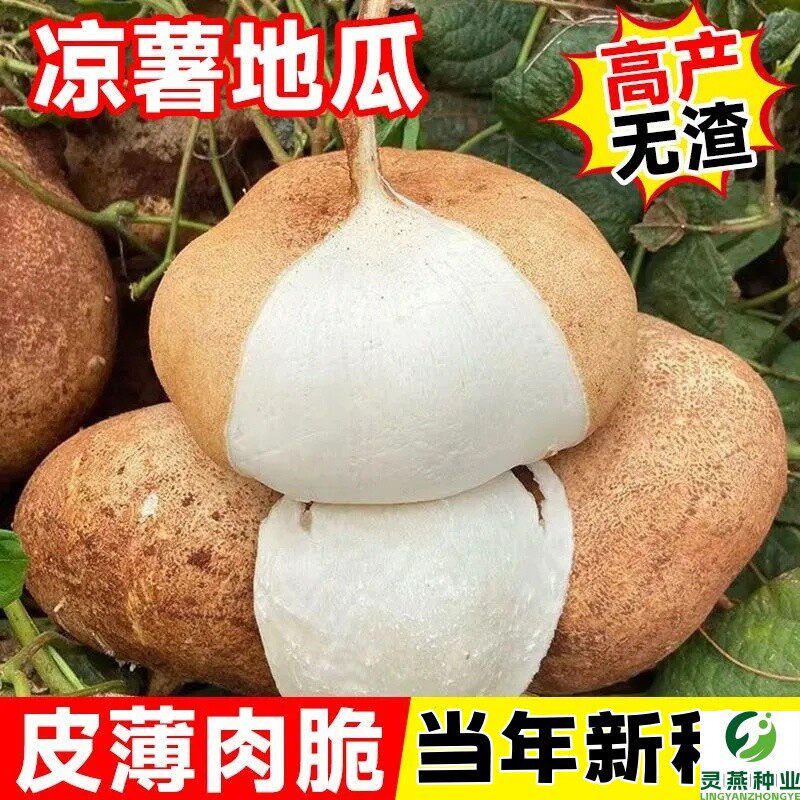 牧马山地瓜种子高产白地凉薯土瓜孑早熟特大生吃甜脆水果沙葛种籽
