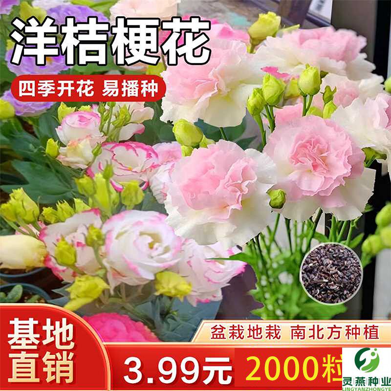 【抢!3.99元2000粒】洋桔梗花种子四季易活播种盆栽地栽南北方种