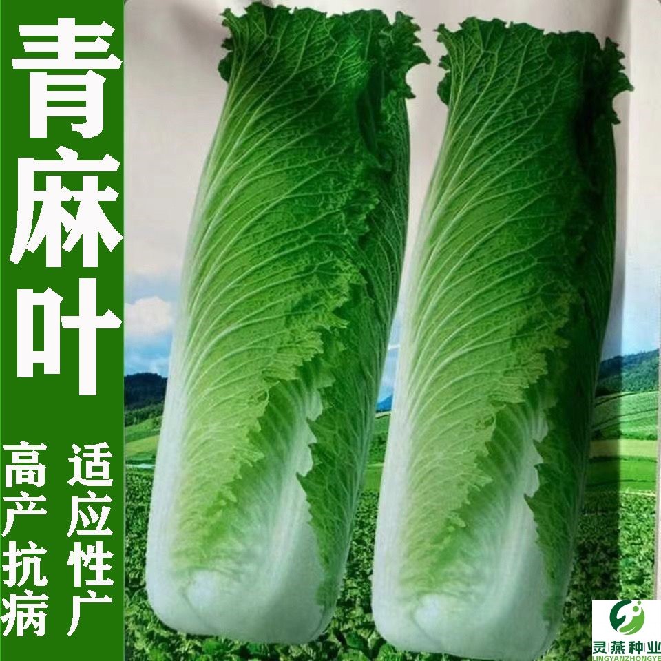 天津青麻叶直筒形白菜种子秋季绿大青麻叶大白菜四季播蔬菜种籽
