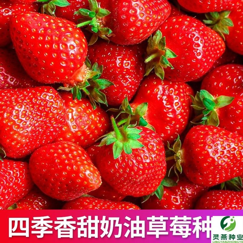 草莓种籽子奶油草莓盆栽苗四季种植结果室内外花卉盆栽阳台花种子