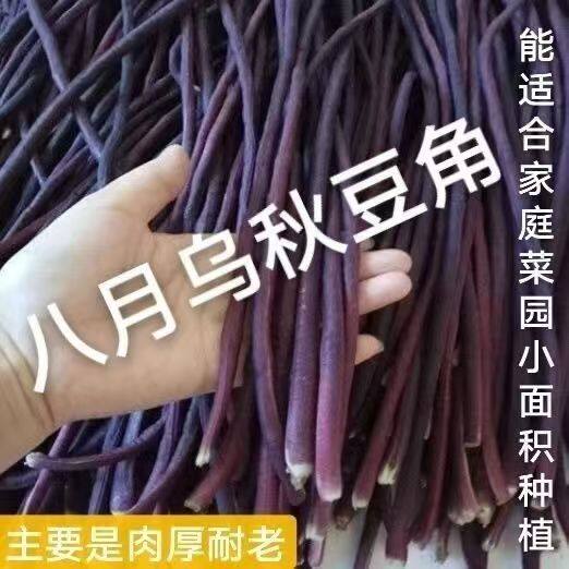 八月乌秋豆角种子搭架爬藤紫豇豆特长红豆角子四季庭院春秋种蔬菜
