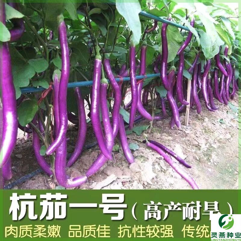 长茄子新鲜线茄子种子紫皮紫红色长茄子早熟高产春季蔬菜种子大全