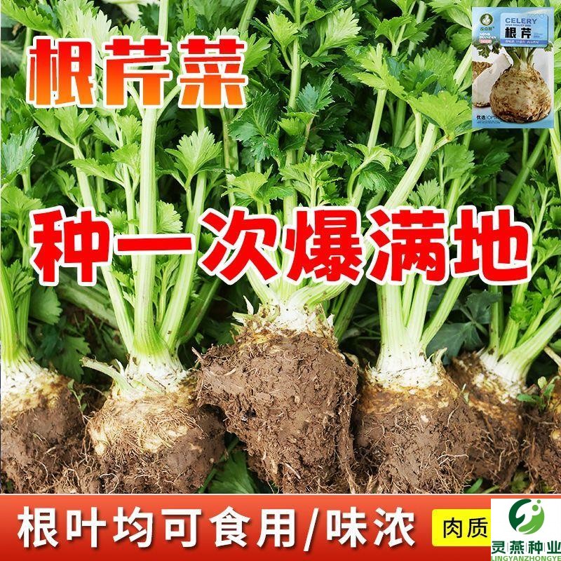 正宗地中海根芹种子四季洋芹芹菜根种籽阳台蔬菜盆栽稀有蔬菜种子