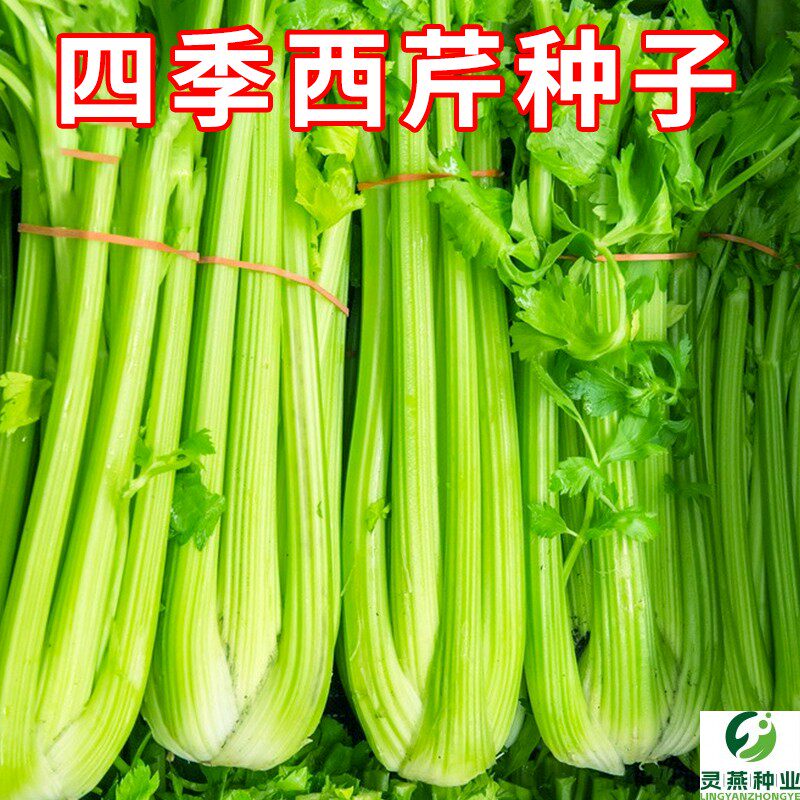 四季西芹种子大肉芹菜种籽肉厚脆爽青菜农家菜园阳台盆栽蔬菜种孑
