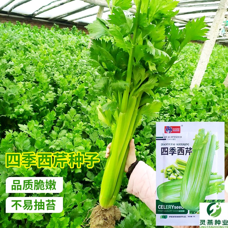 四季西芹菜种子香芹秋季易种蔬菜庭院阳台盆栽家庭种植香味浓种籽