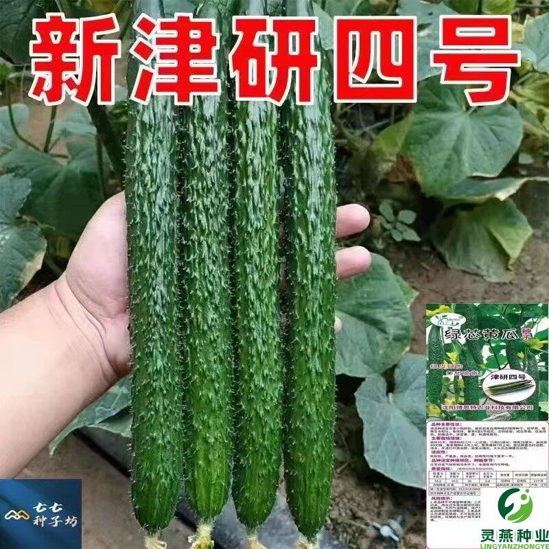 津研四号黄瓜种子高产春夏秋季耐热绿瓢密刺黄瓜种籽庭院菜籽大田