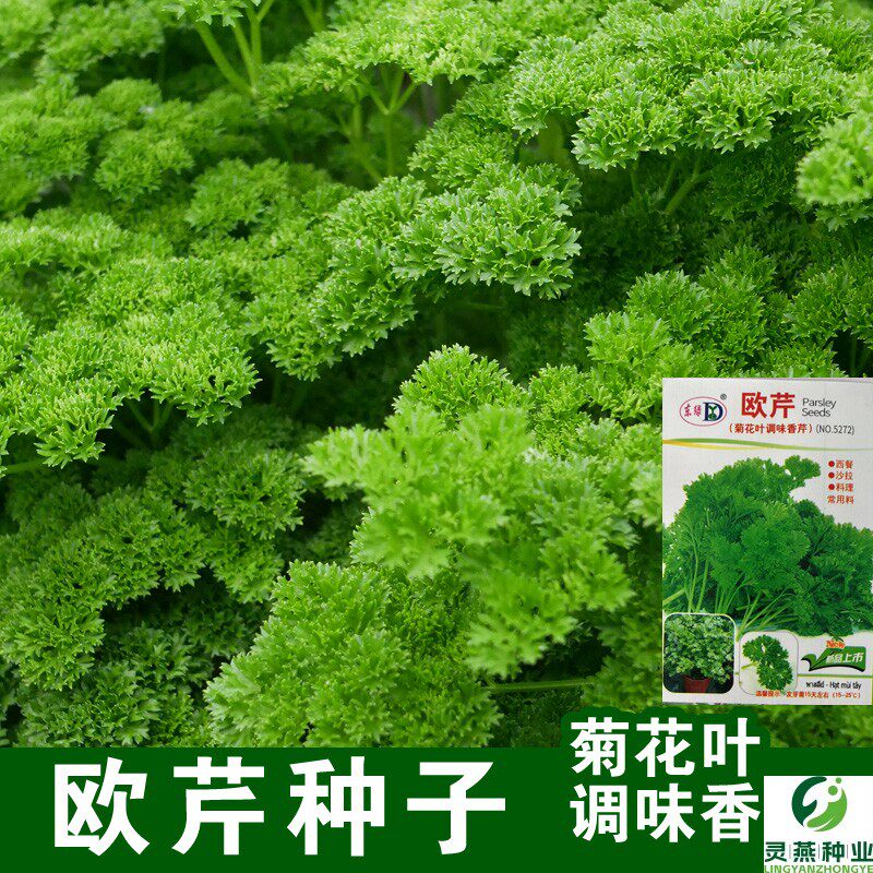 皱叶欧芹种子 摩西香芹籽 卷叶法香芹荷兰芹 可食用盆栽 西餐摆盘