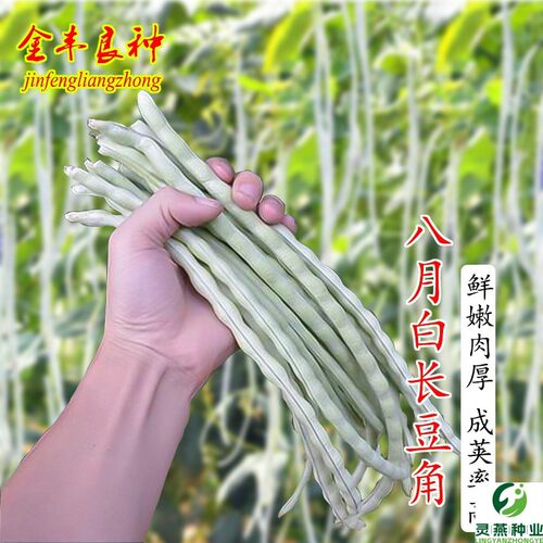 八月白长豆角白玉架豆高产厚肉豇豆种子长豇豆春秋播爬藤蔬菜种孑