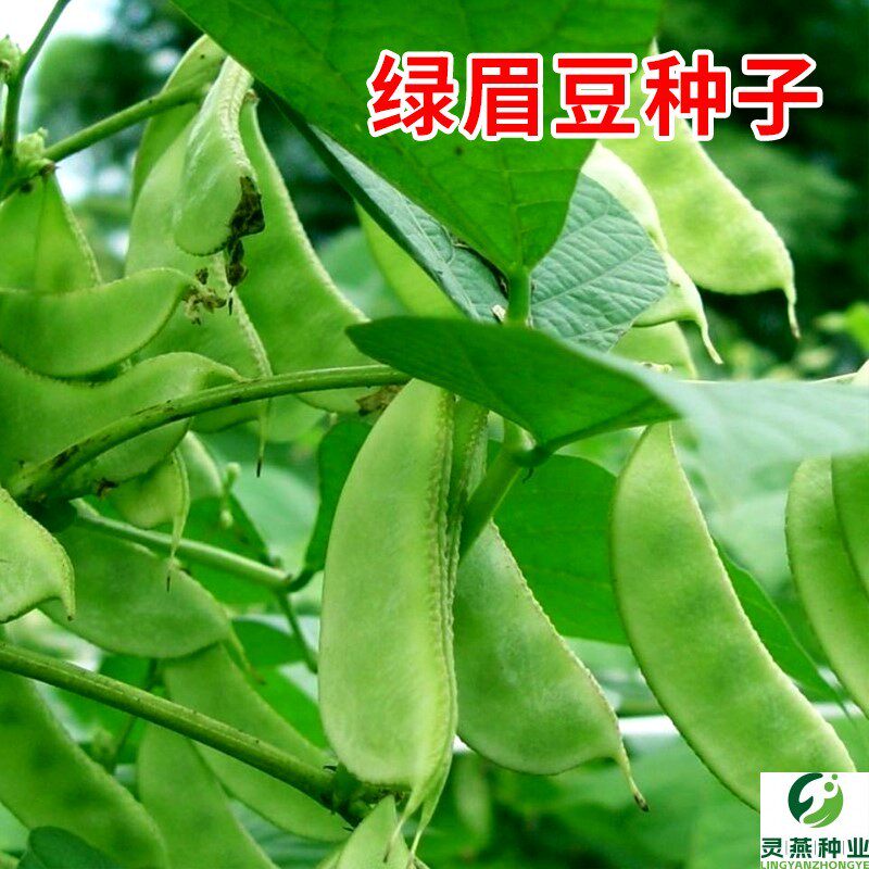 绿眉豆种籽青扁豆种子绿荚蛾眉豆菜豆种籽春季农家庭院蔬菜种子孑