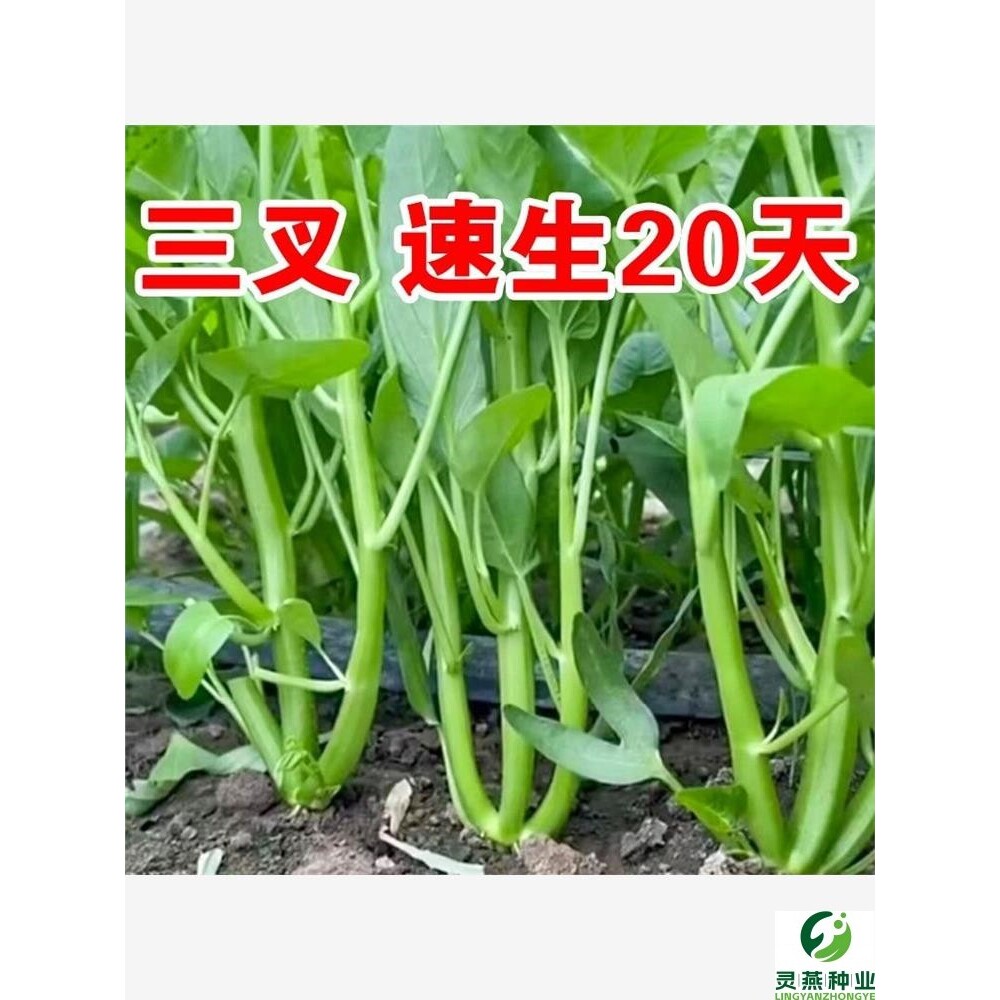 大叶三叉高产空心菜种籽子阳台盆栽庭院四季通心菜耐寒蔬菜种孑籽