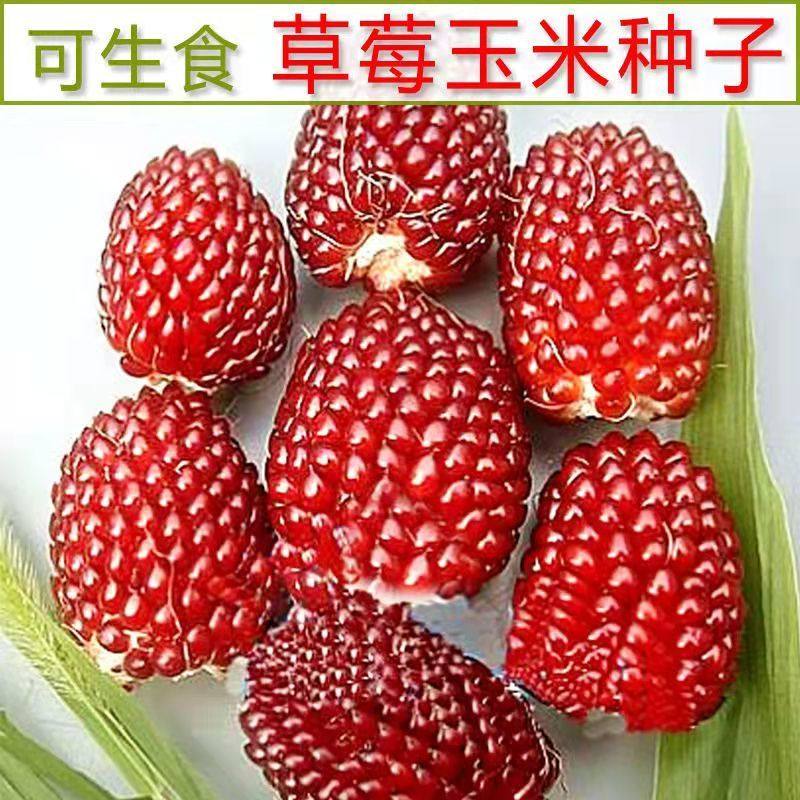 水果草莓玉米种子红玉米玉米子糯玉米四季播菠萝奶油小玉米种子籽