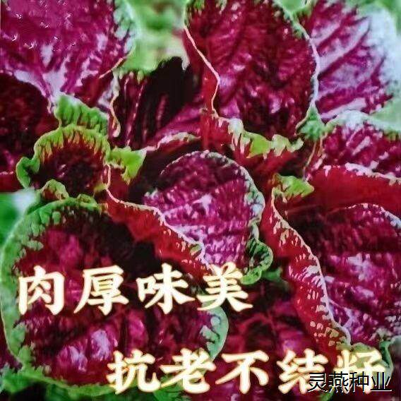 红苋菜种子圆叶速生蔬菜种子阳台盆栽菜地均可种超耐热肉厚味