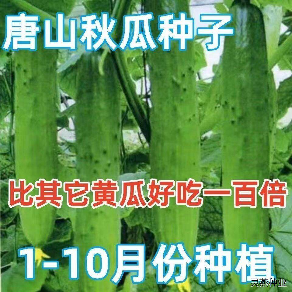 唐山秋瓜种子水果旱黄瓜脆甜早熟春秋季农家田园阳台盆栽蔬菜种子