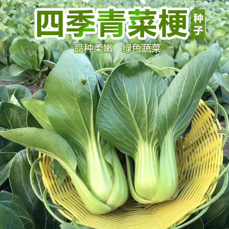 原种上海青种子高产四季青梗菜菜籽四季矮脚小青菜菜籽蔬菜籽种子